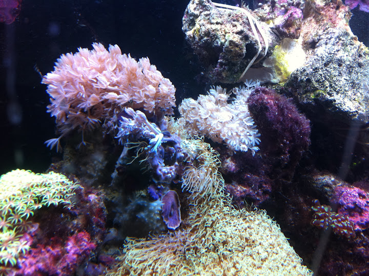 Xenia elongata (Pulse Coral) 2011_%205_10_%209_%201