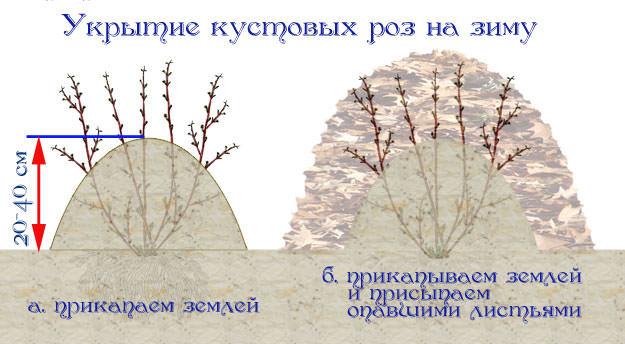 Укрытие кустовых роз на зиму