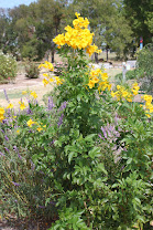 Texas Native Plant Garden