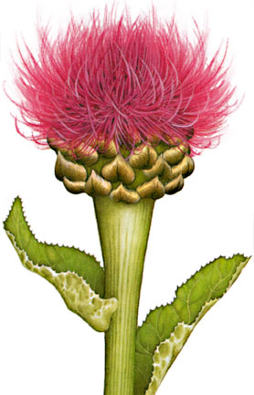 Illustrazione