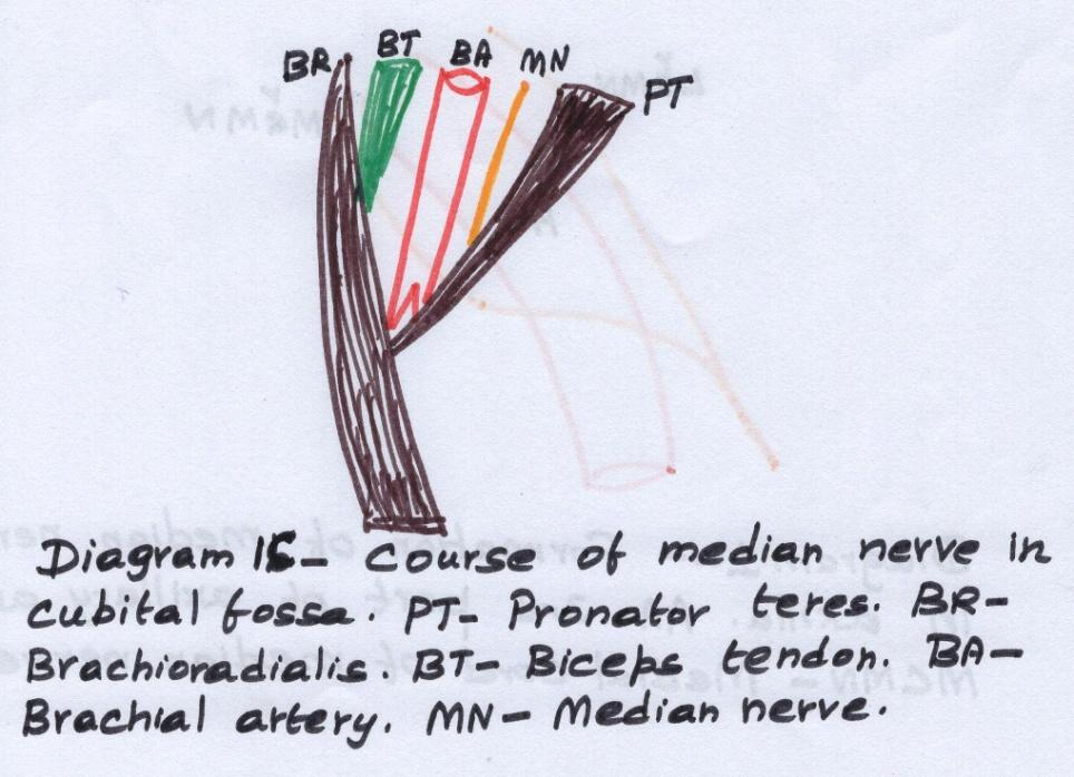 D:\Chitra Scans\Fig002 a.jpg