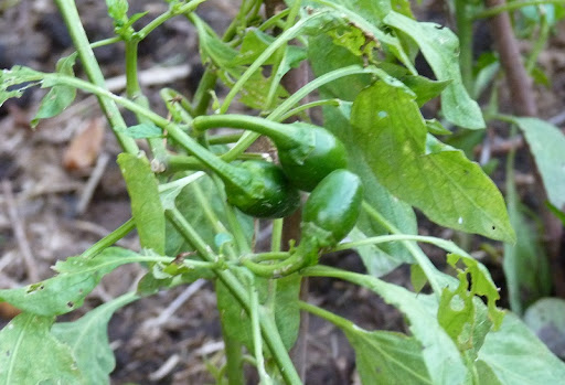 verduras verduras