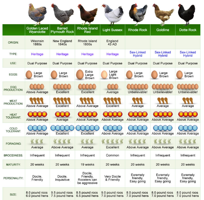 Chickens breed guide infographic