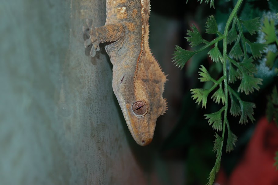 DSC_2501.JPG