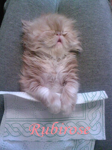 Персийска котка: 2011