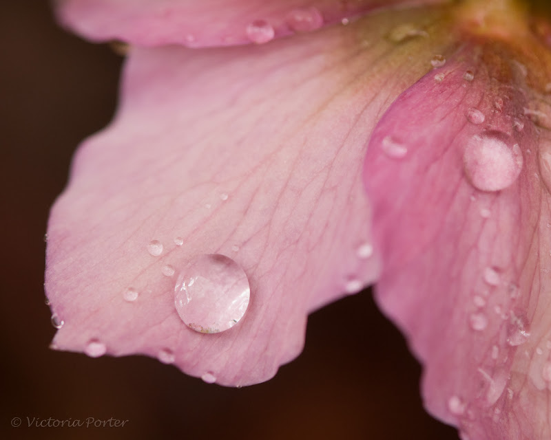 helleborus with raindrops