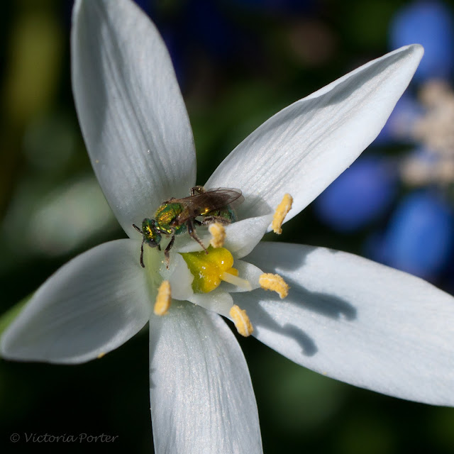 sweat bee on star of Bethlehem flower