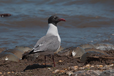 laughing gull