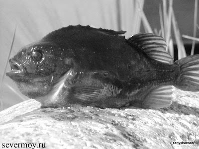 Рыба Пинагор Фото