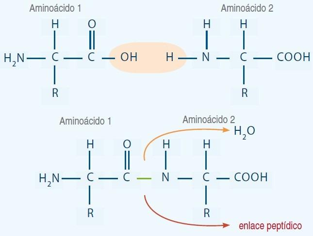 Resultado de imagen para tres ejemplo de enlace peptidico