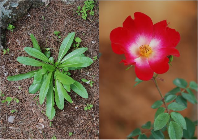 chicory and rose