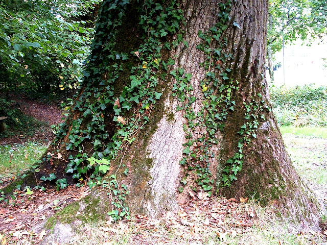 Gran tronco ancho