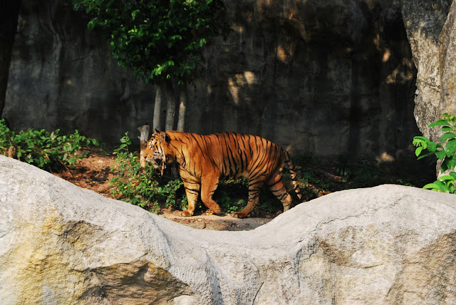 Зоопарк в Тайланде 