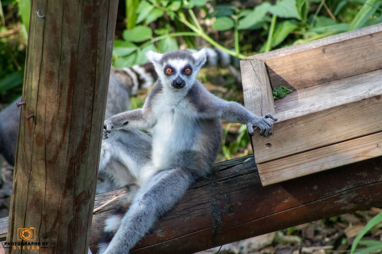 lemur diet animal photography