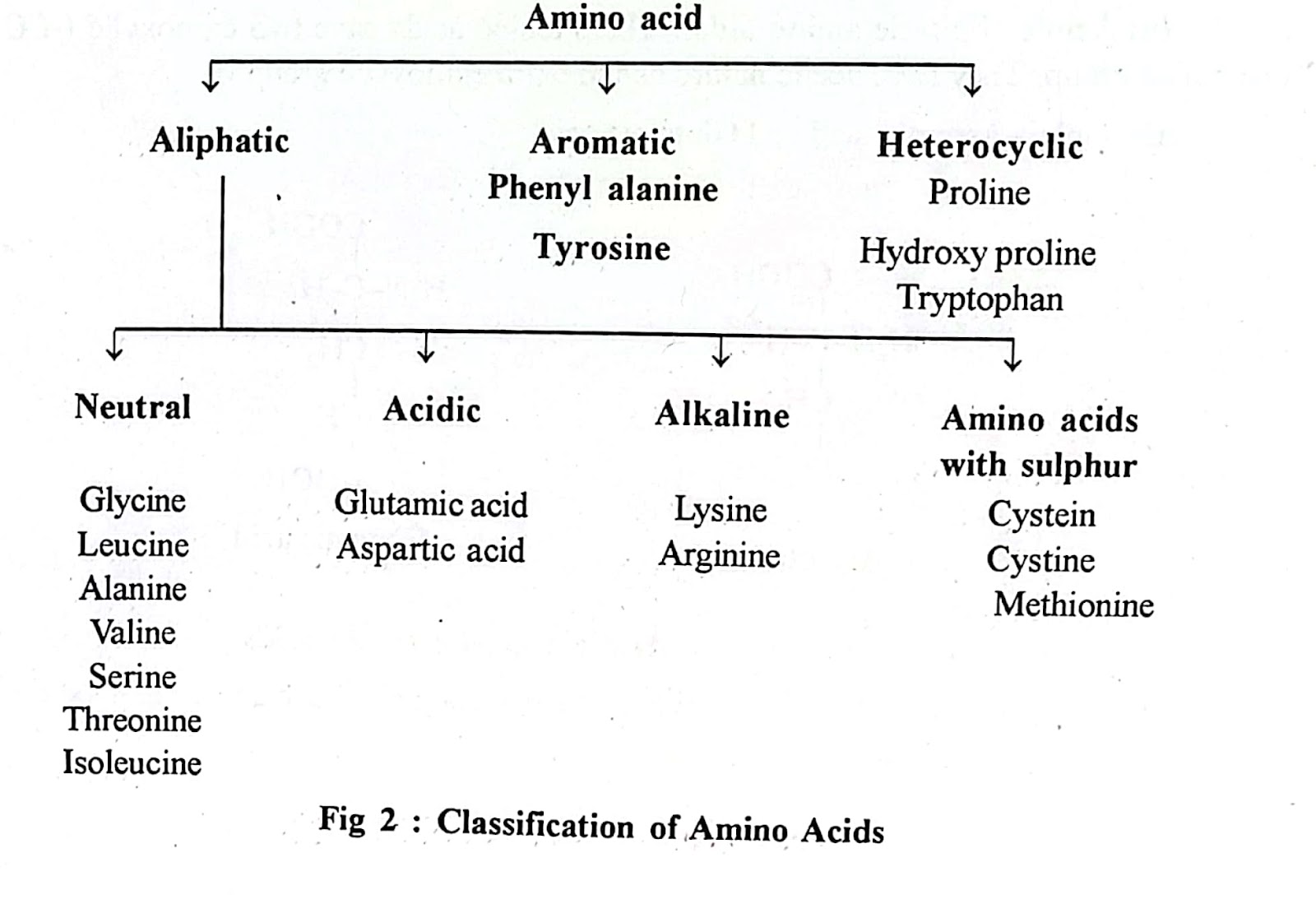 Amino Acids Classification