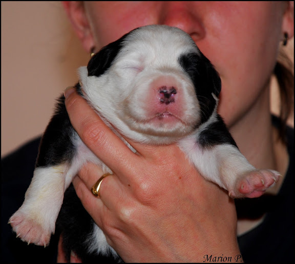 Puppies: les bébés sont nés! - Page 4 DSC_5889