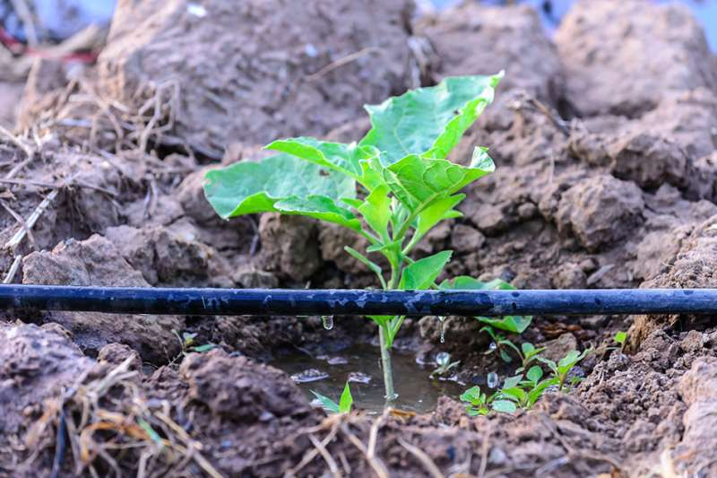 Practice drip irrigation