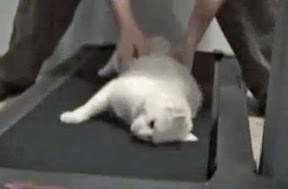 Lazy Cat on the Treadmill