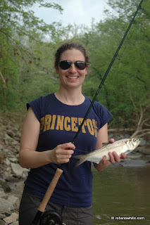 potomac shad 