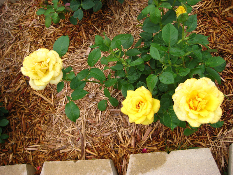 我爱我家 看看我家的玫瑰 作为玫瑰种植新手 一点点经验分享 中 由jasondand发表 文学城