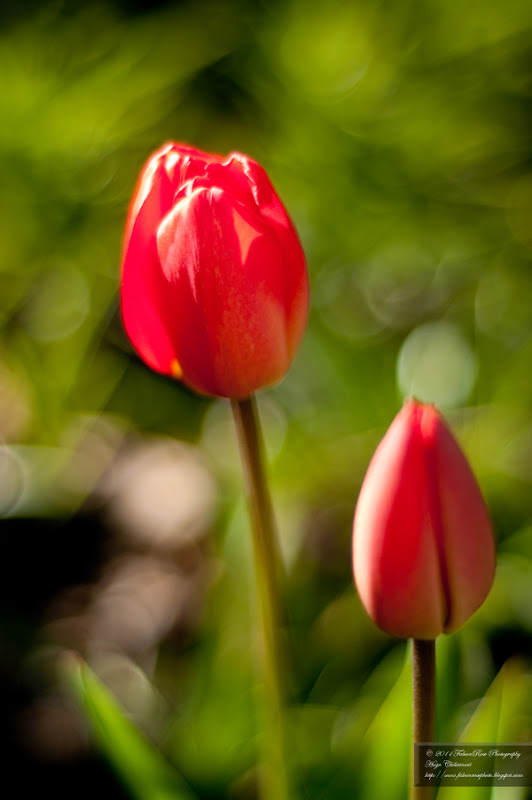 05-02-2011_red_tulips_bokeh_wm.jpg