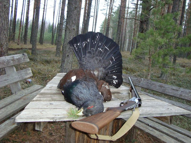 Capercaillie