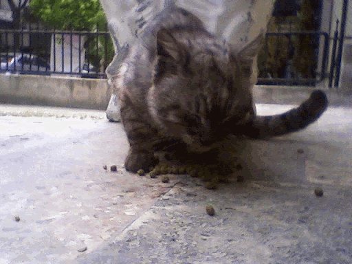 Beslediğimiz küçük dostlarımız... Kotu-Kedi