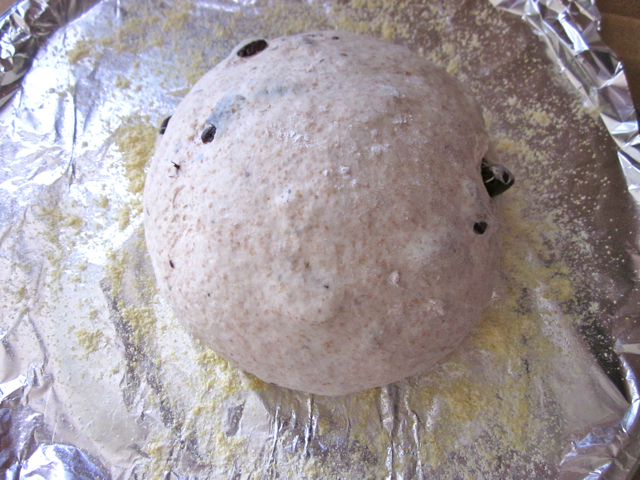dough formed into round loaf and placed on baking sheet lined with foil 