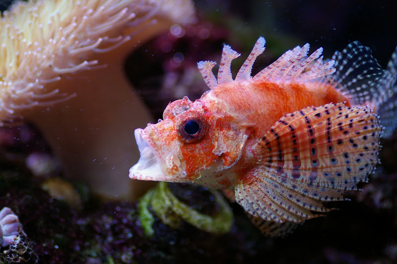 Red Fuzzy Dwarf Lionfish Diet
