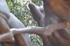 HyperLink