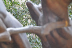 HyperLink