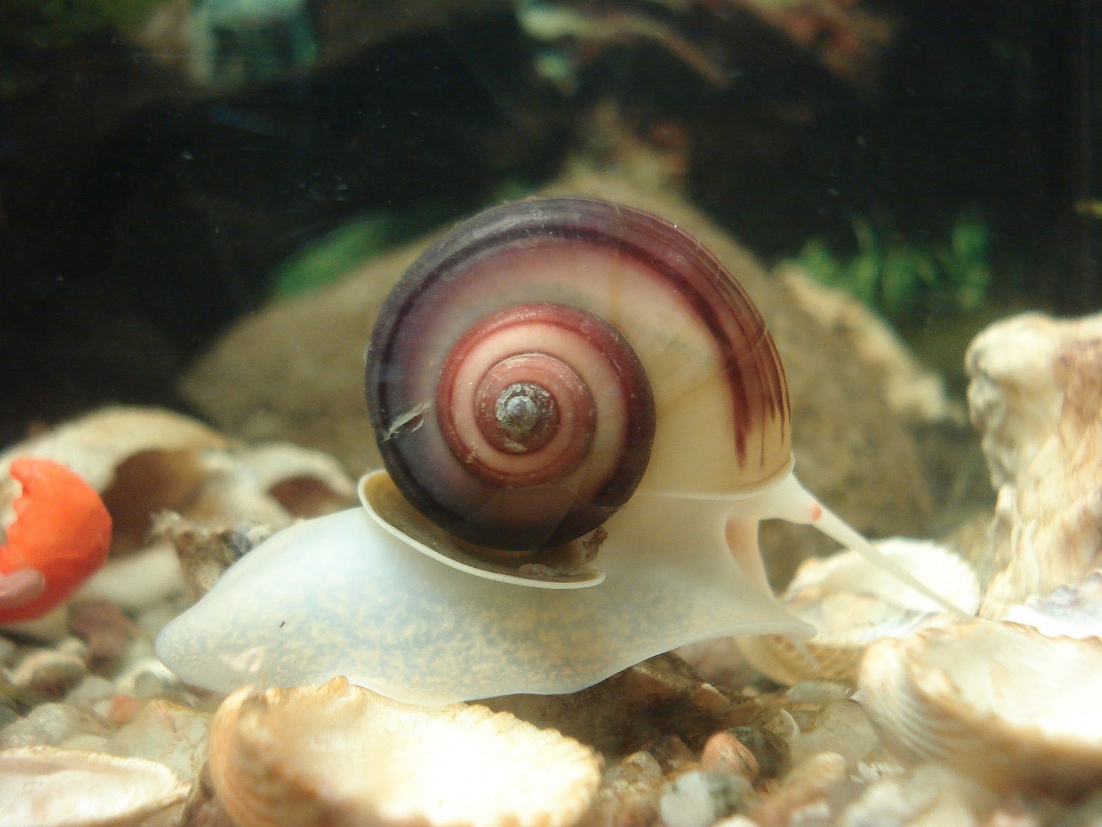 Snail in aquarium
