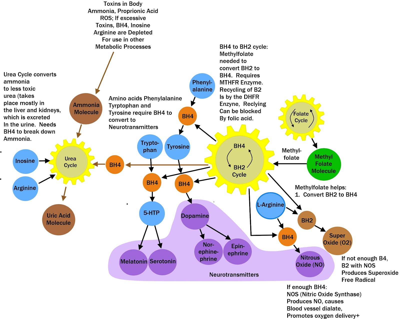 Commonly Disrupted Metabolic Pathways 2 - 1 of 2.jpg