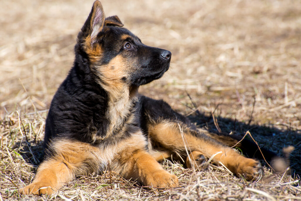 Cachorro GSD mirando hacia arriba y lejos