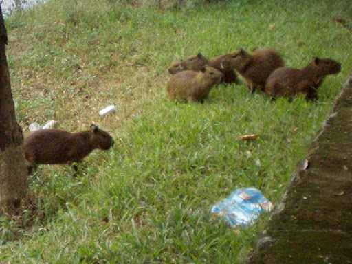 coluna zero, fotos, rio paraíba do sul, poluição, esgoto, barra mansa, sul fluminense, meio ambiente, lixo, degradação, capivaras, sobrevivência, animais silvestres