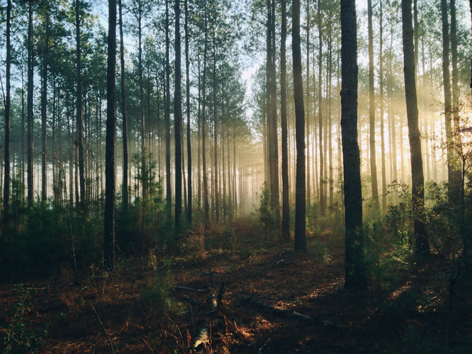 The 10 Largest Forests in the World