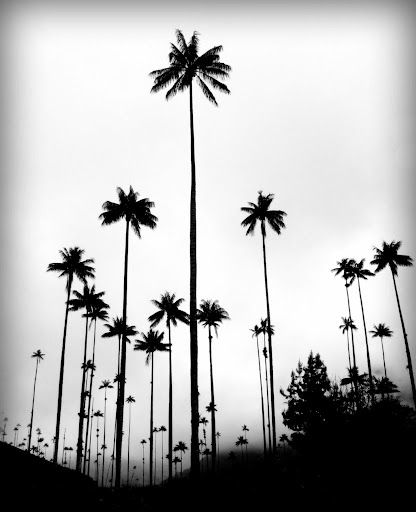 Even more wax palm trees, Valle De Cocora