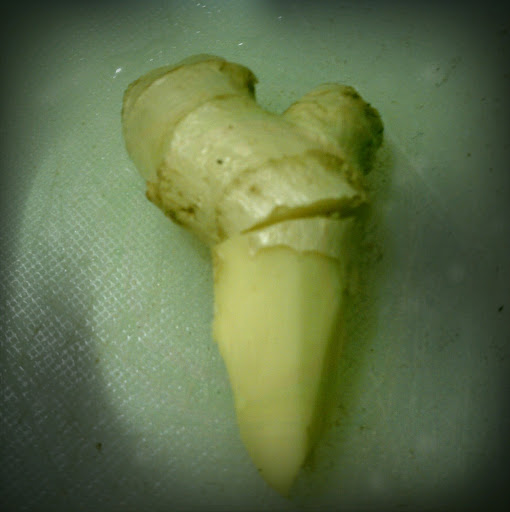 Ginger
