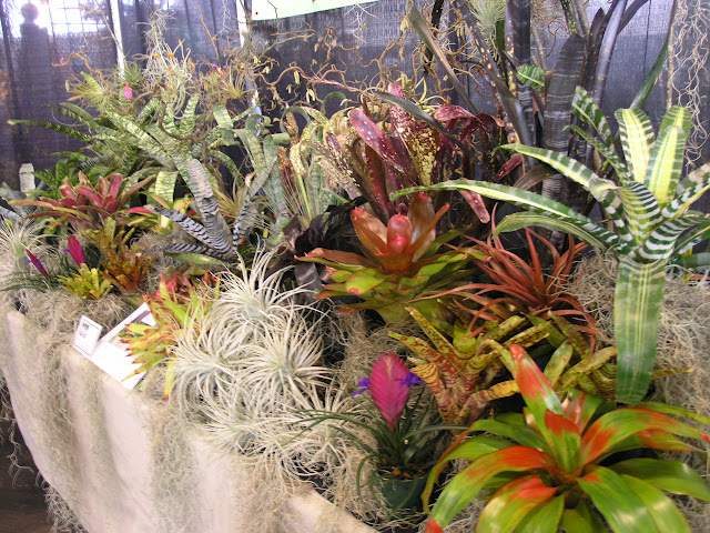 Garden Porn: Bromeliads at the Pacific Orchid Expo.