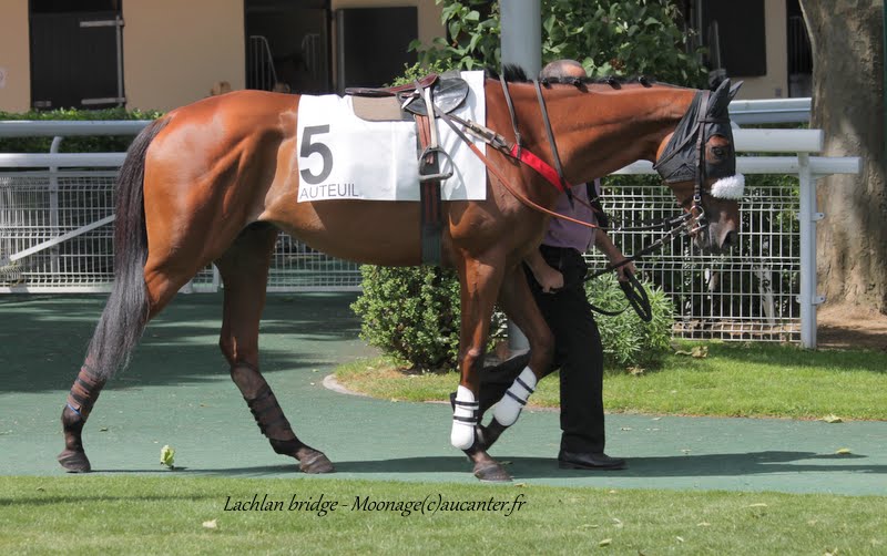 Photos Auteuil 7-06-2015 Journée Grande Course de Haies _TP4wqZK1Pd_8pFS9IAwE9ilK-147pFB1LxjNR1QoyeR=w800-h502-no