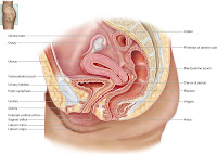 Sistem Reproduksi (2) : Reproduksi pada Manusia Female%20Reproductive%20System Sistem Reproduksi (2) : Reproduksi pada Manusia
