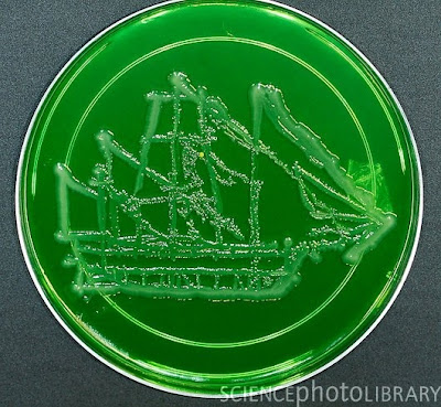 C0053406 HMS Beagle%2C microbial art SPL Seni melukis menggunakan mikroba