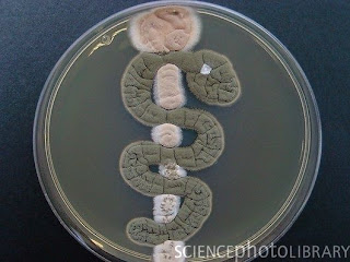 C0053342 Rod of Asclepius%2C microbial art SPL Seni melukis menggunakan mikroba