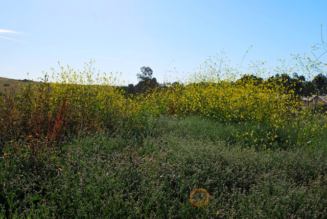 patch of mustard flowers This is a photo of wild mustard growing in San Diego, CA.