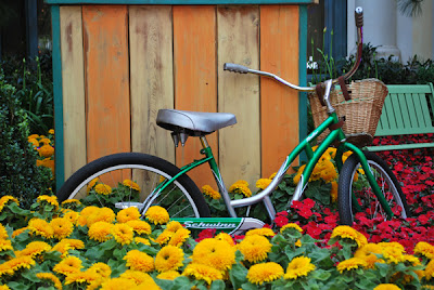 Bike in flowers This is an image of a vintage Schwinn bicycle resting against a ticket booth in a flower bed inside the Bellagio Hotel and Casino Conservatory of Flowers, as part of an artistic display.