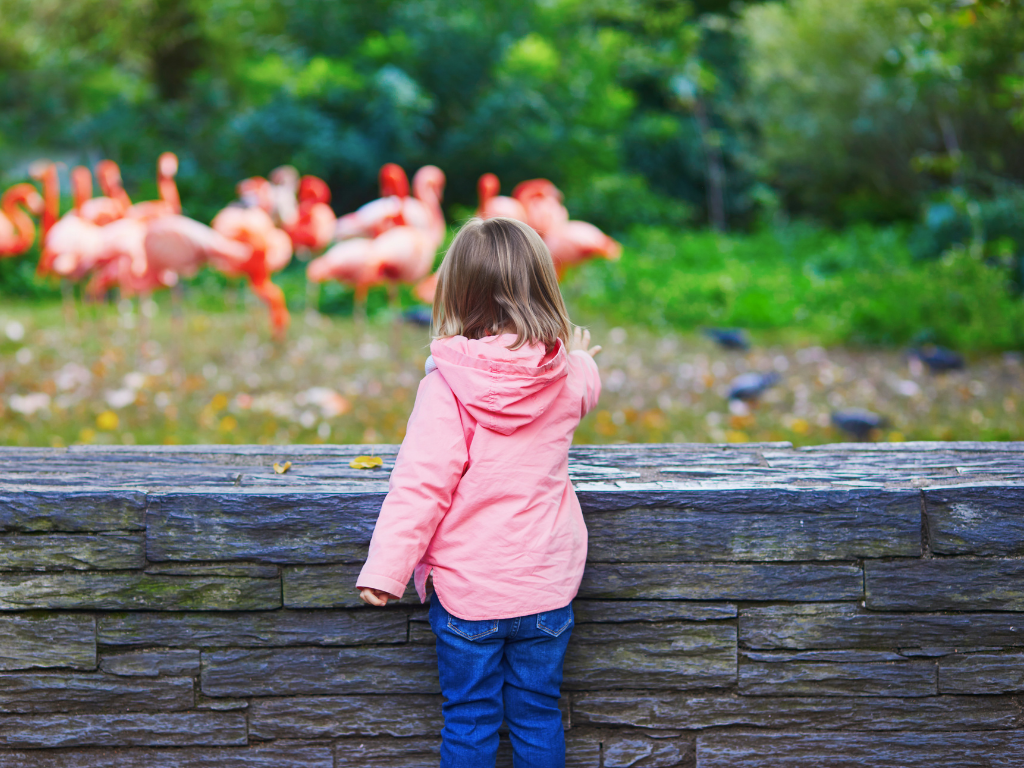 Little girl looking at flamingoes at the zoo