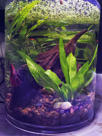 Vase all the things! | The Planted Tank Forum