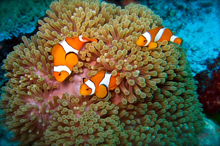 Nemo itu Clown Fish atau Ikan Badut Gambar Gambar Ikan