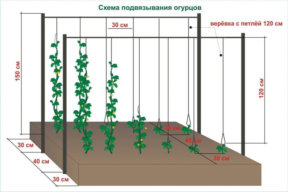 C:\Users\Антон\Desktop\iloveimg-compressed(11)\вертикальная подвязка.jpg