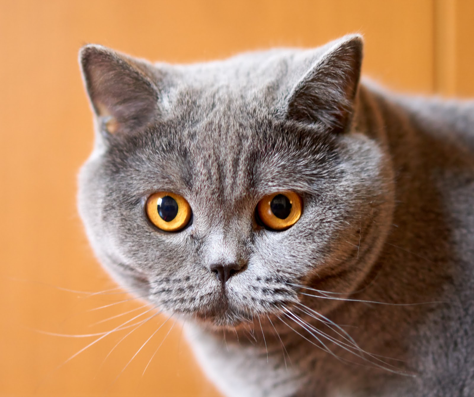 British Shorthair Kedi Ne Kadar?